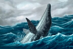 Proyecto de Heraldo Mussolini