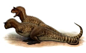 Proyecto de Heraldo Mussolini