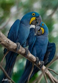 Proyecto de Leandro Villalba